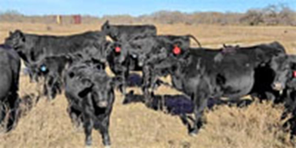 9 Angus/Brangus 1st-Calf Pairs... N. Central TX