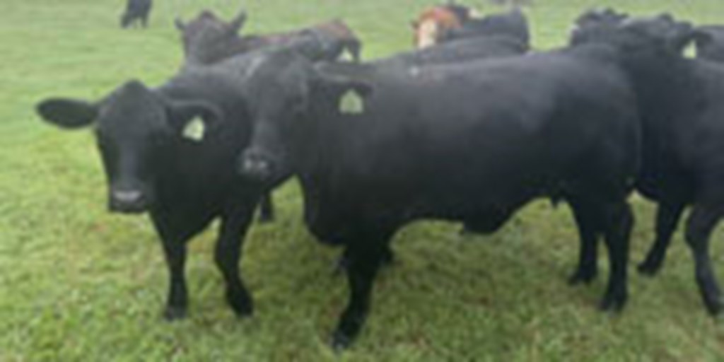 15 Angus Cross Bred Heifers... Northeast GA