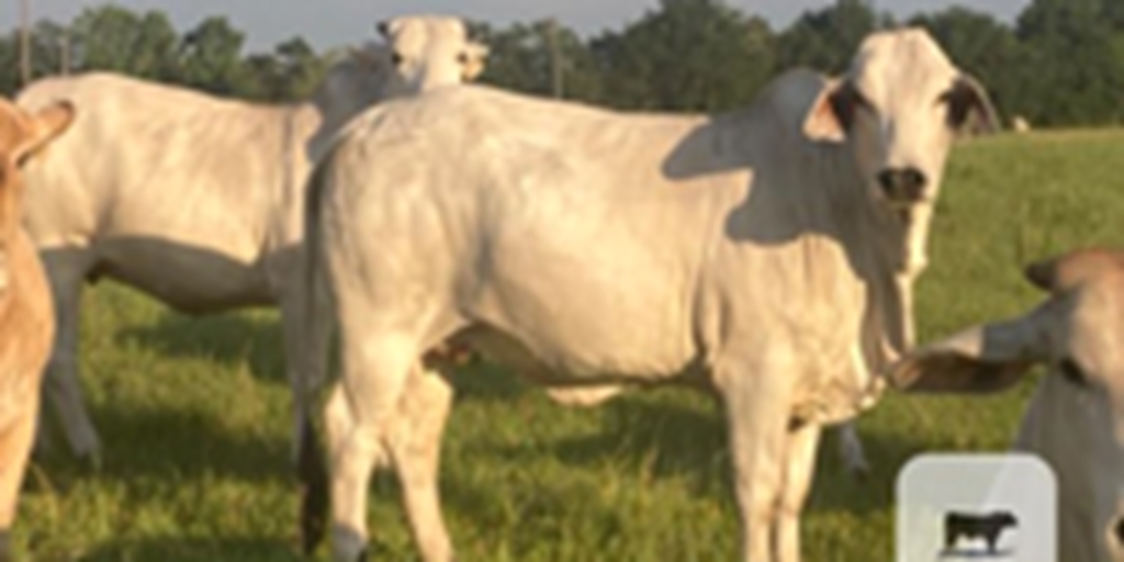 20 Brahman & Brahman Cross Bred Heifers... Southeast AL