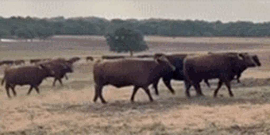 150 Mixed Breed Recip Cows w/ Red Wagyu Pregnancies... Southwest OK
