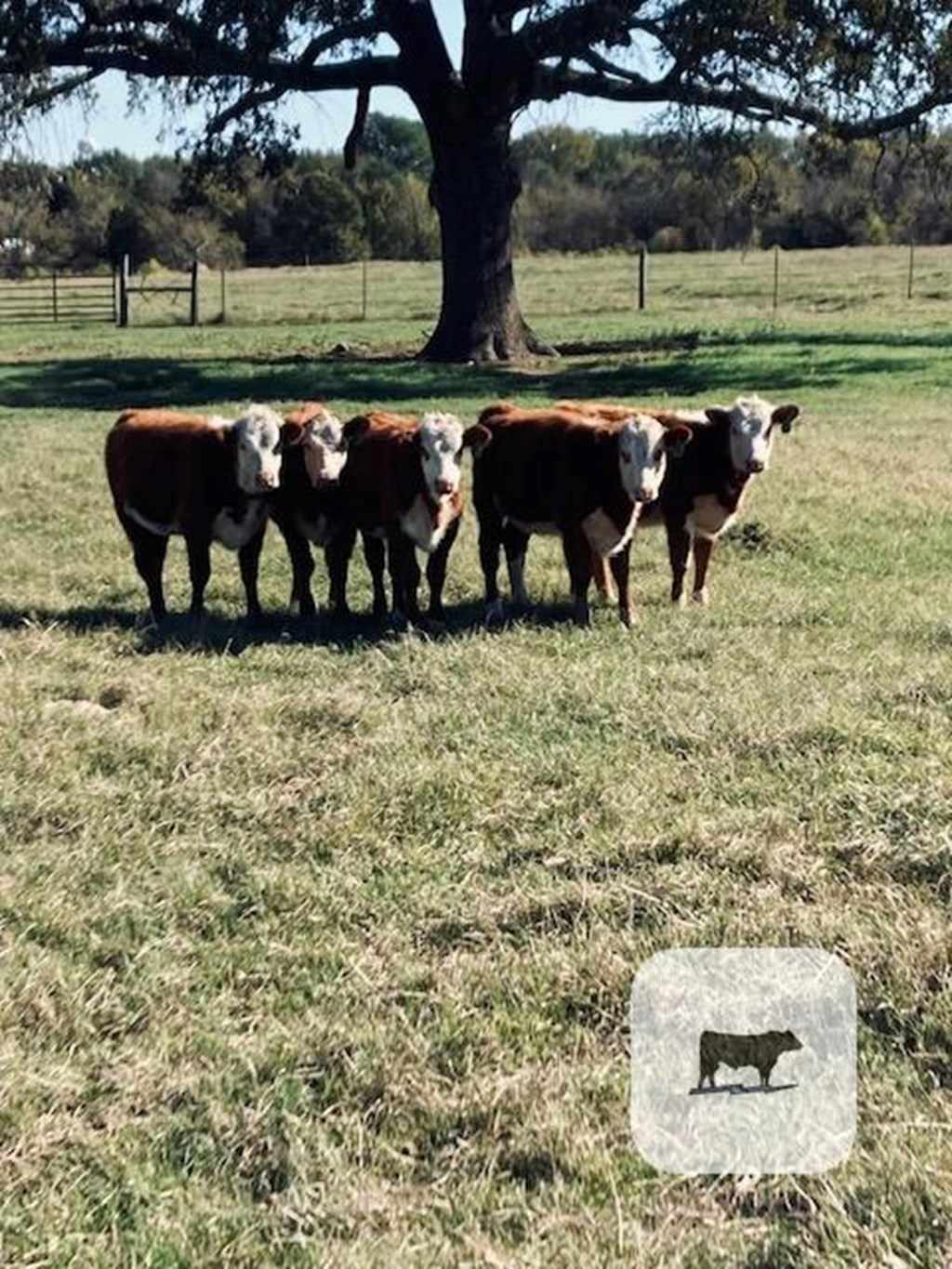 Cattle Range Listing Photo