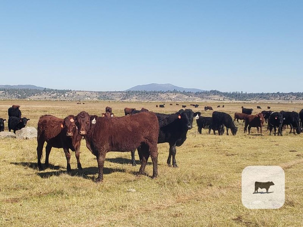 Cattle Range Listing Photo