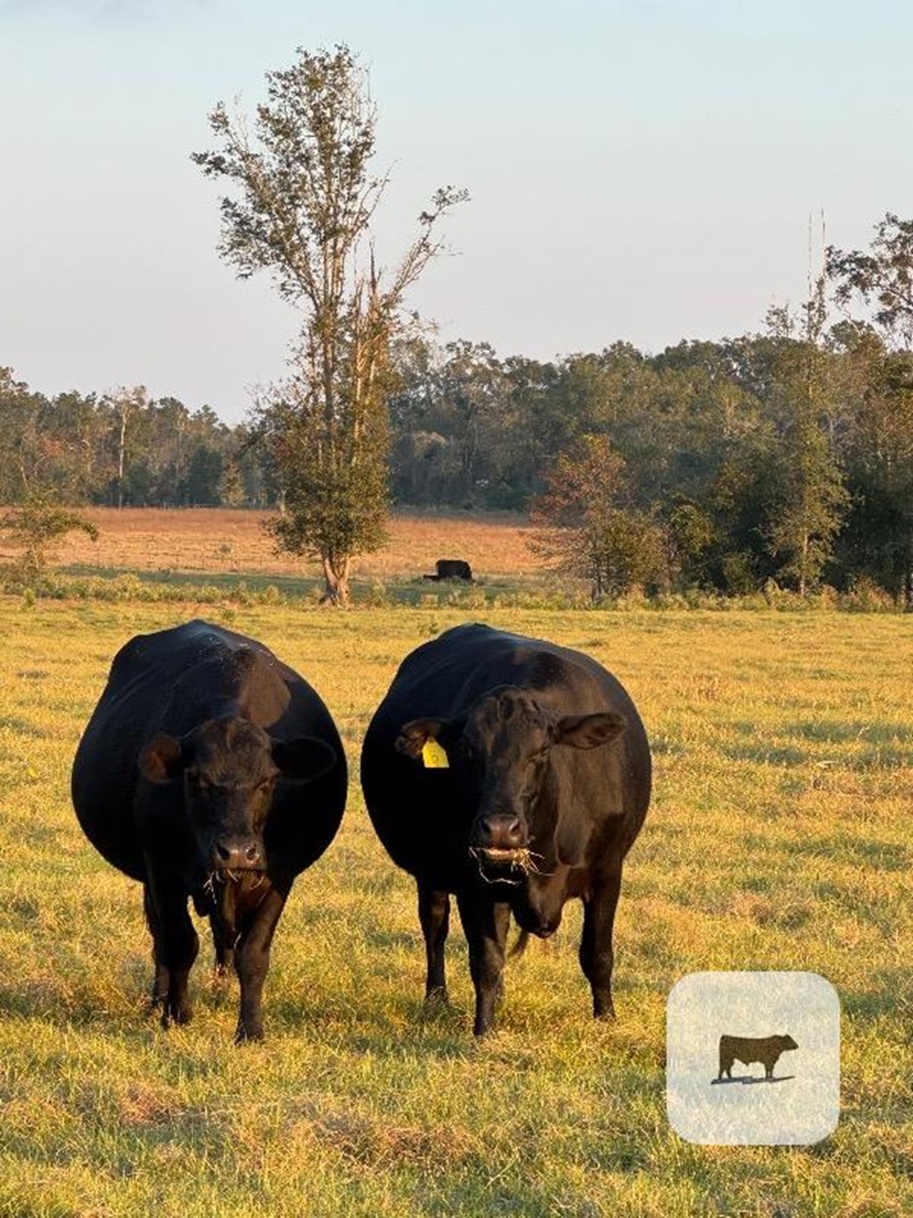 Cattle Range Listing Photo