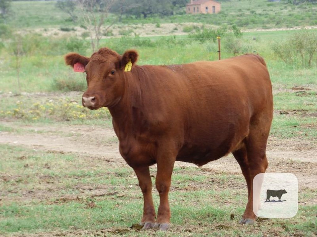 Cattle Range Listing Photo