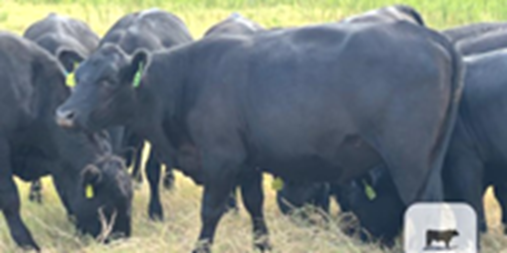 35 Angus Bred Heifers... North TX