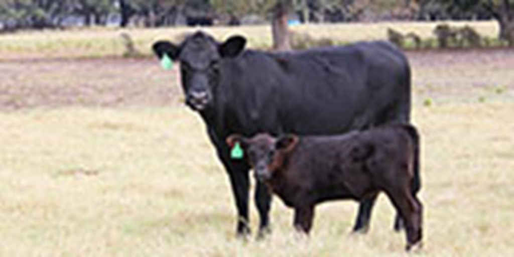 5 Angus Cross 1st-Calf Pairs... Central TX