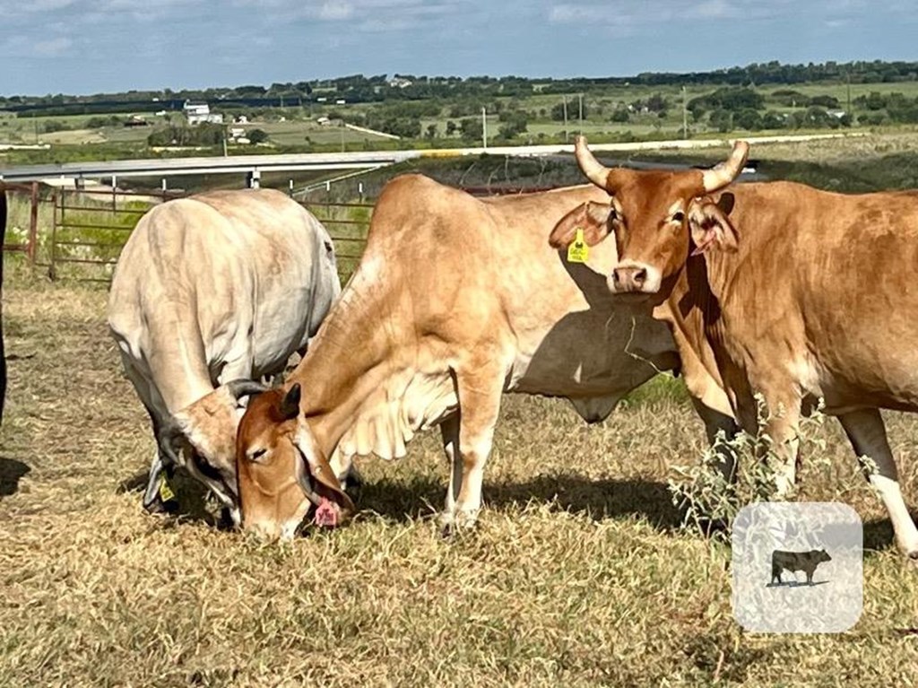 Cattle Range Listing Photo