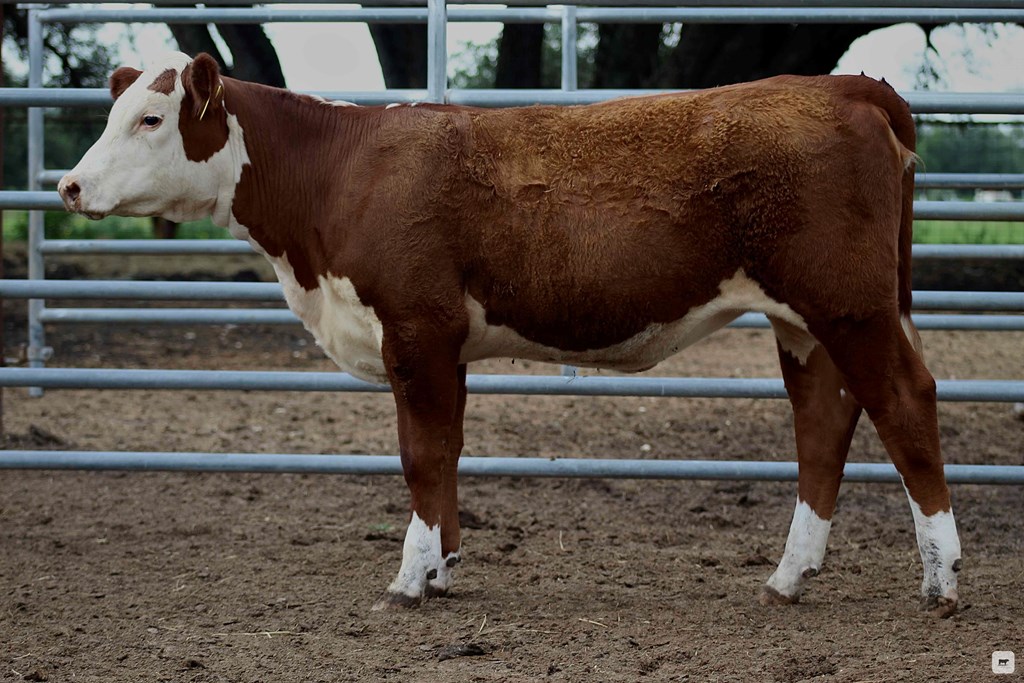 Cattle Range Listing Photo