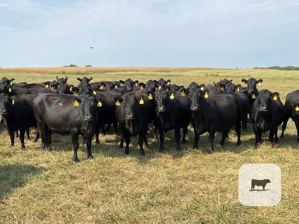 Cattle Range Listing Photo