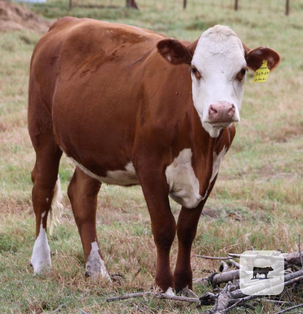 Cattle Range Listing Photo