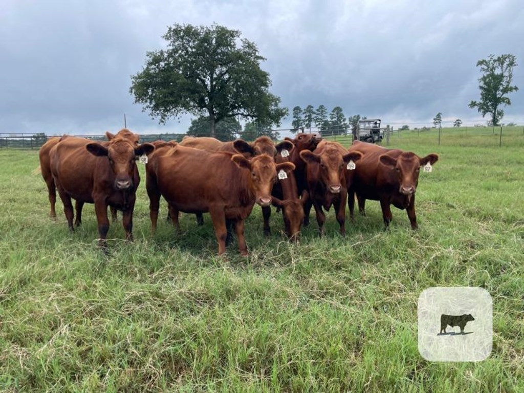 Cattle Range Listing Photo