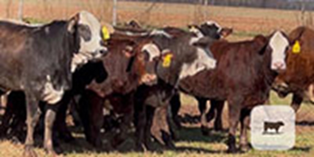 70 Tigerstripe & Chocolate Braford Rep. Heifers... Central TX