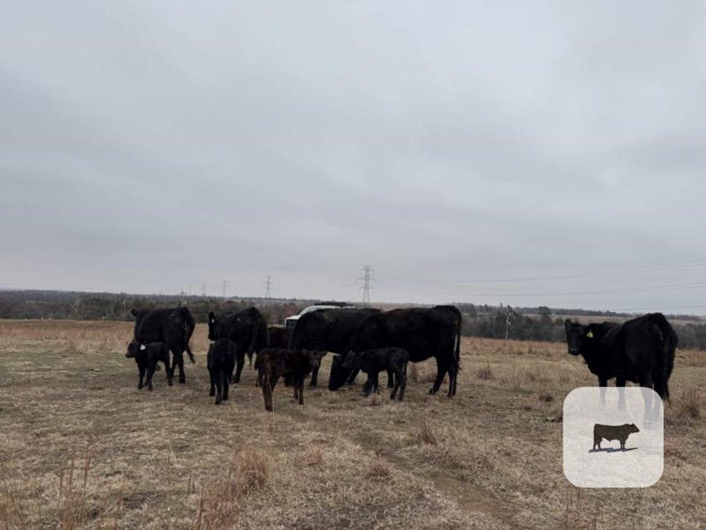 Cattle Range Listing Photo