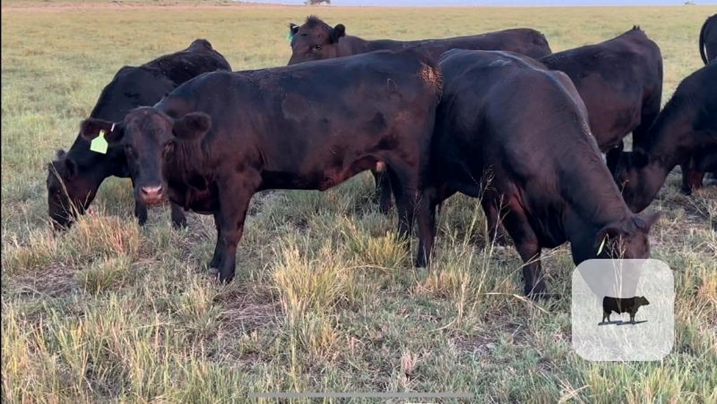 Cattle Range Listing Photo