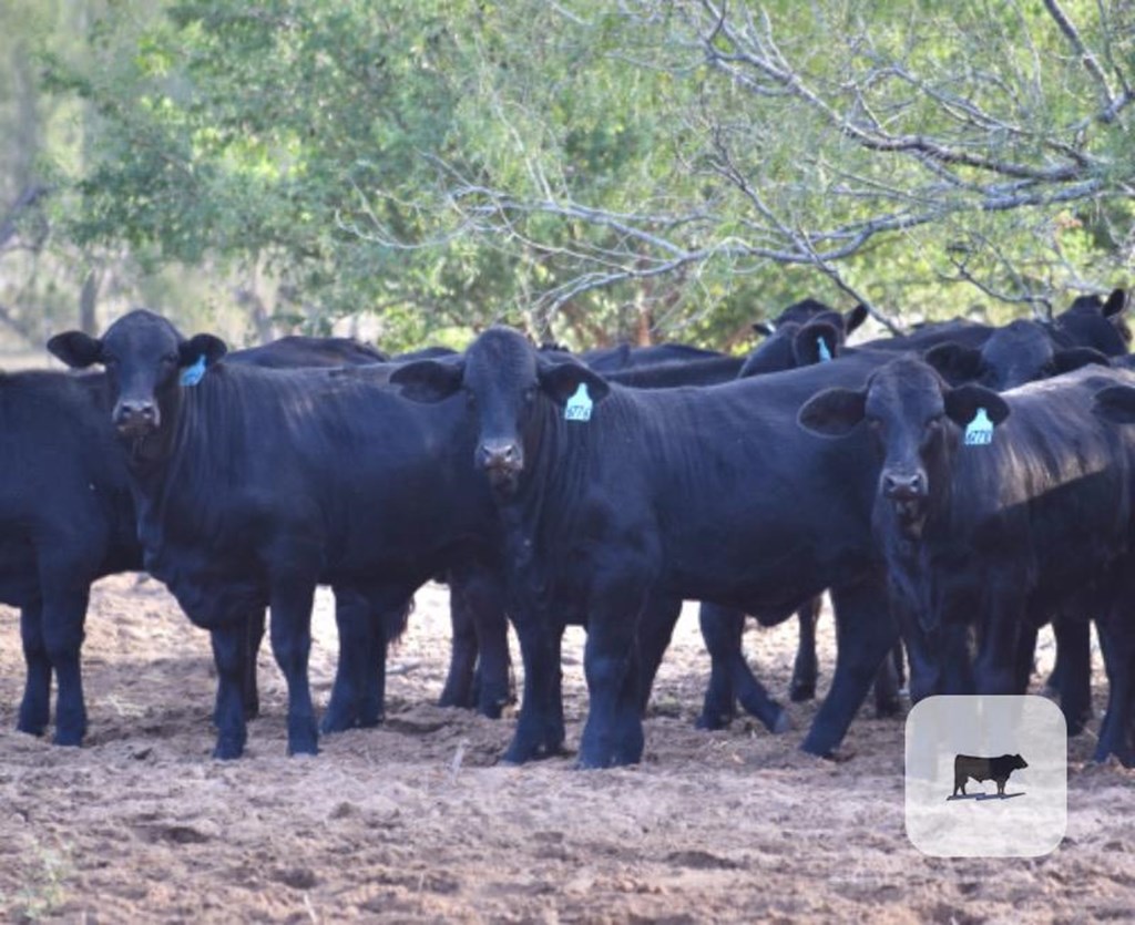 Cattle Range Listing Photo