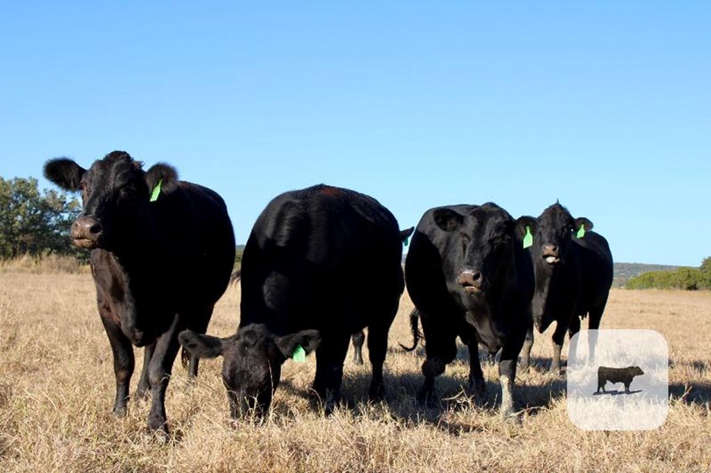 Cattle Range Listing Photo