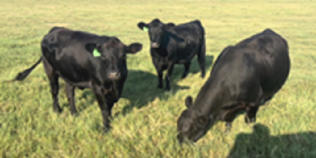 3 Angus Bred Heifers... Central TX