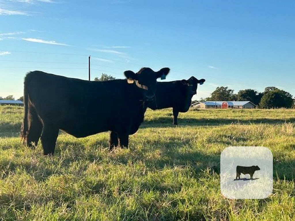 Cattle Range Listing Photo