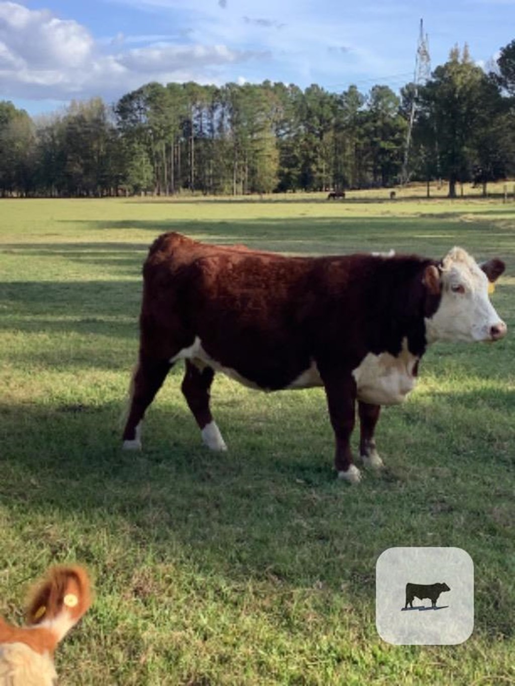 Cattle Range Listing Photo