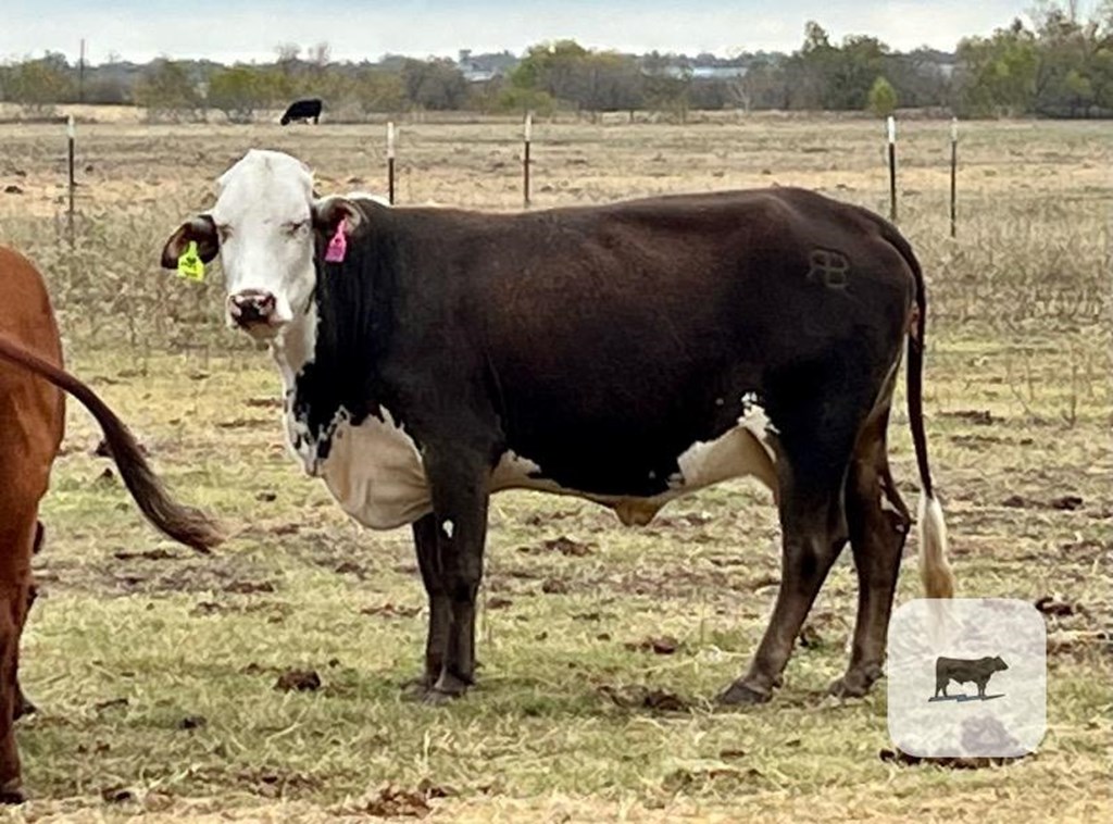 Cattle Range Listing Photo