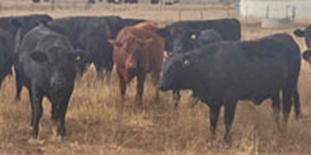 86 Brangus Bred Heifers... Central TX