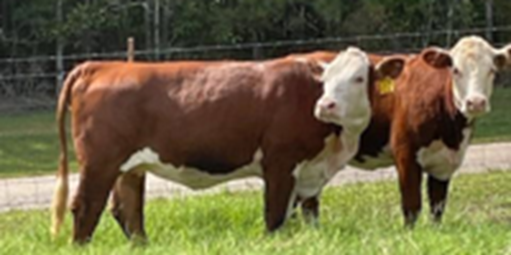 2 Reg. Hereford Rep. Heifers... N. Central LA