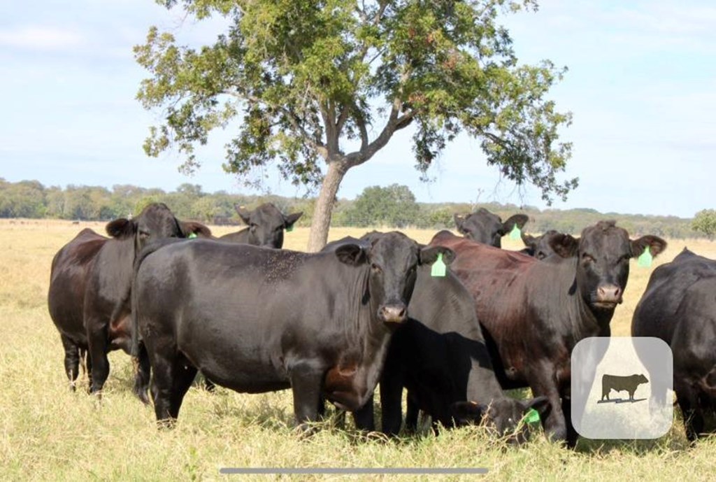 Cattle Range Listing Photo