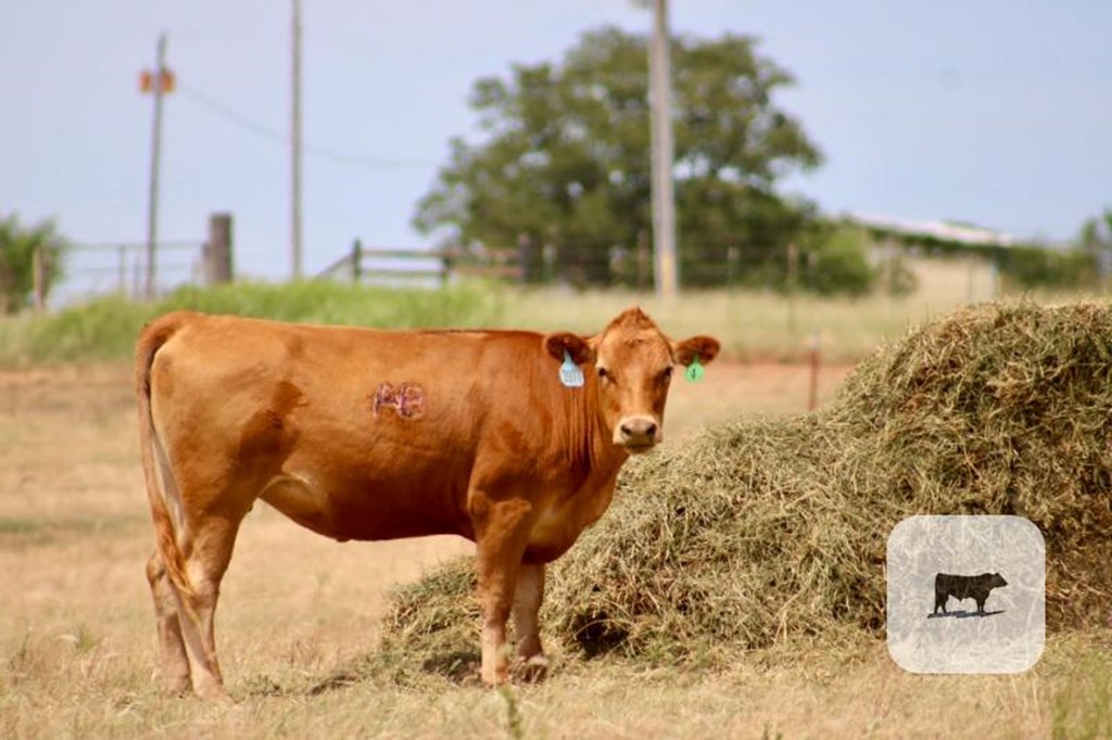 Cattle Range Listing Photo