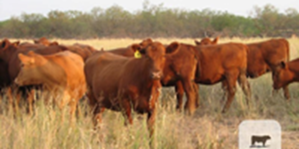 159	Red Angus Bred Heifers... N. Central TX