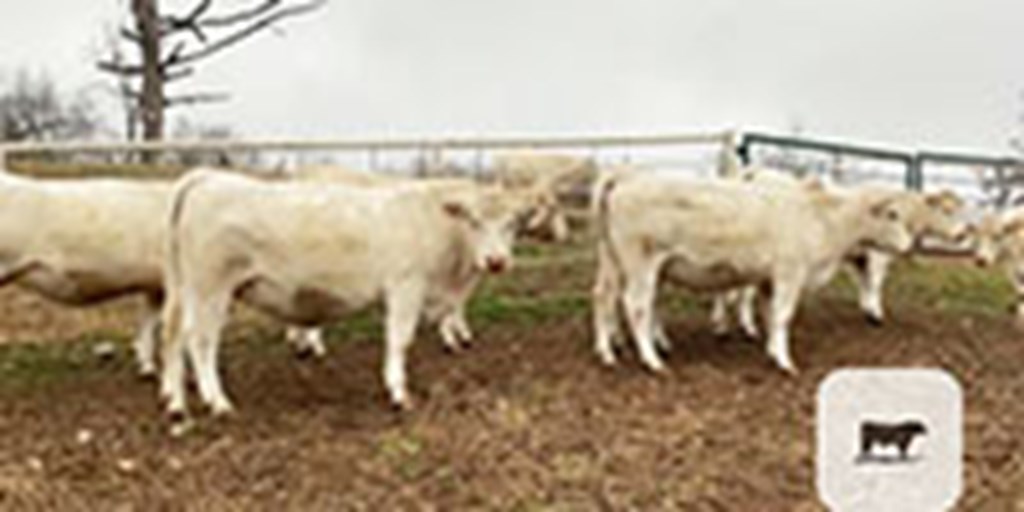 20 Purebred Charolais Bred Heifers... Southwest MO