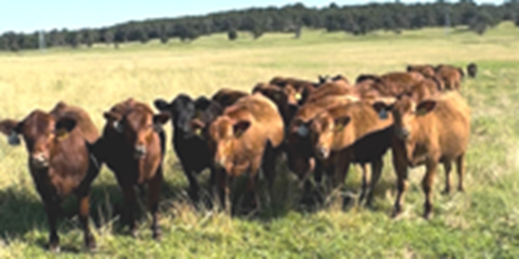 33 Reg. Red Angus Rep. Heifers... E. Central OK