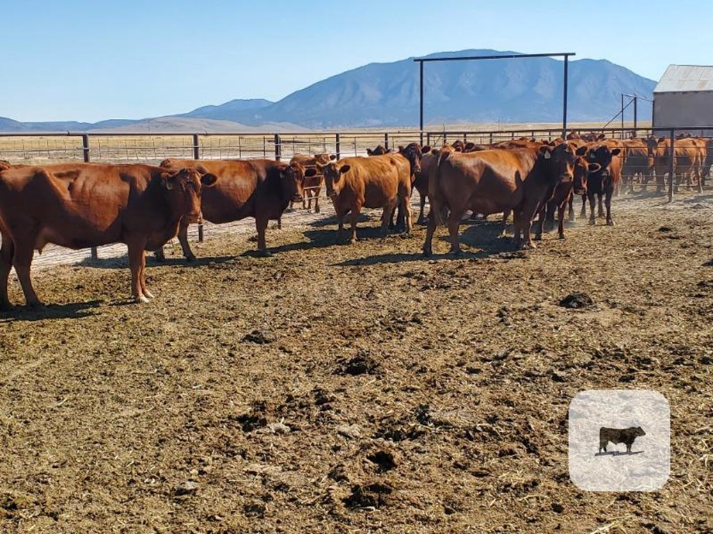 Cattle Range Listing Photo