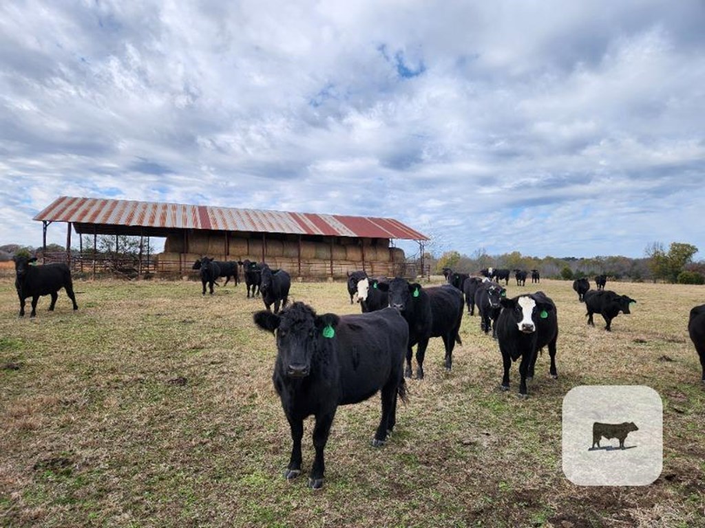 Cattle Range Listing Photo