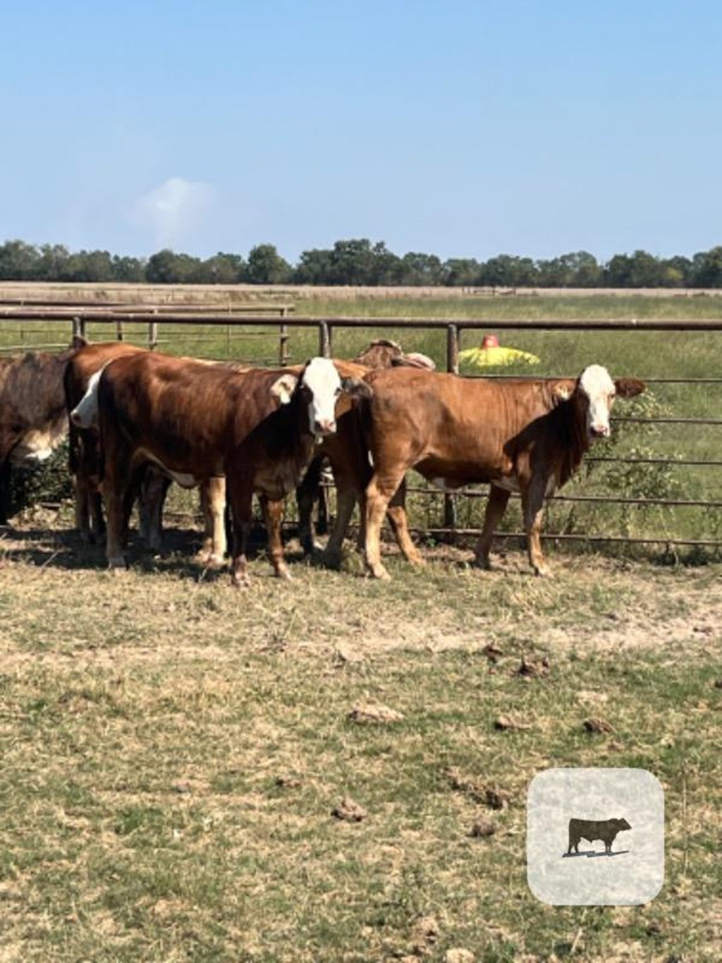 Cattle Range Listing Photo