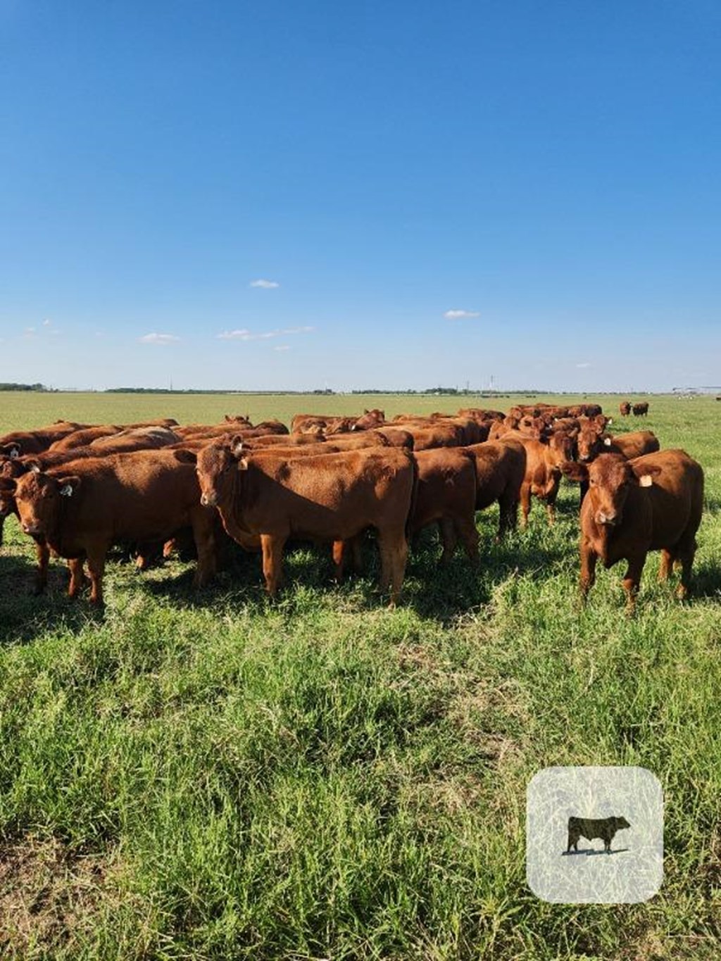 Cattle Range Listing Photo