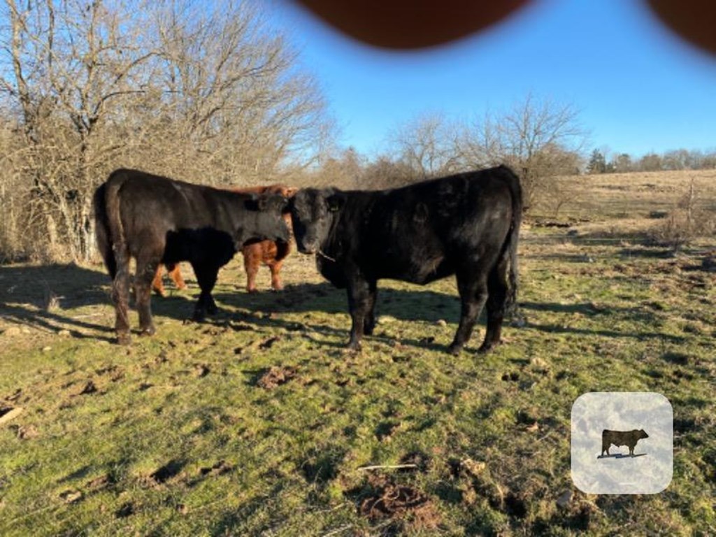 Cattle Range Listing Photo