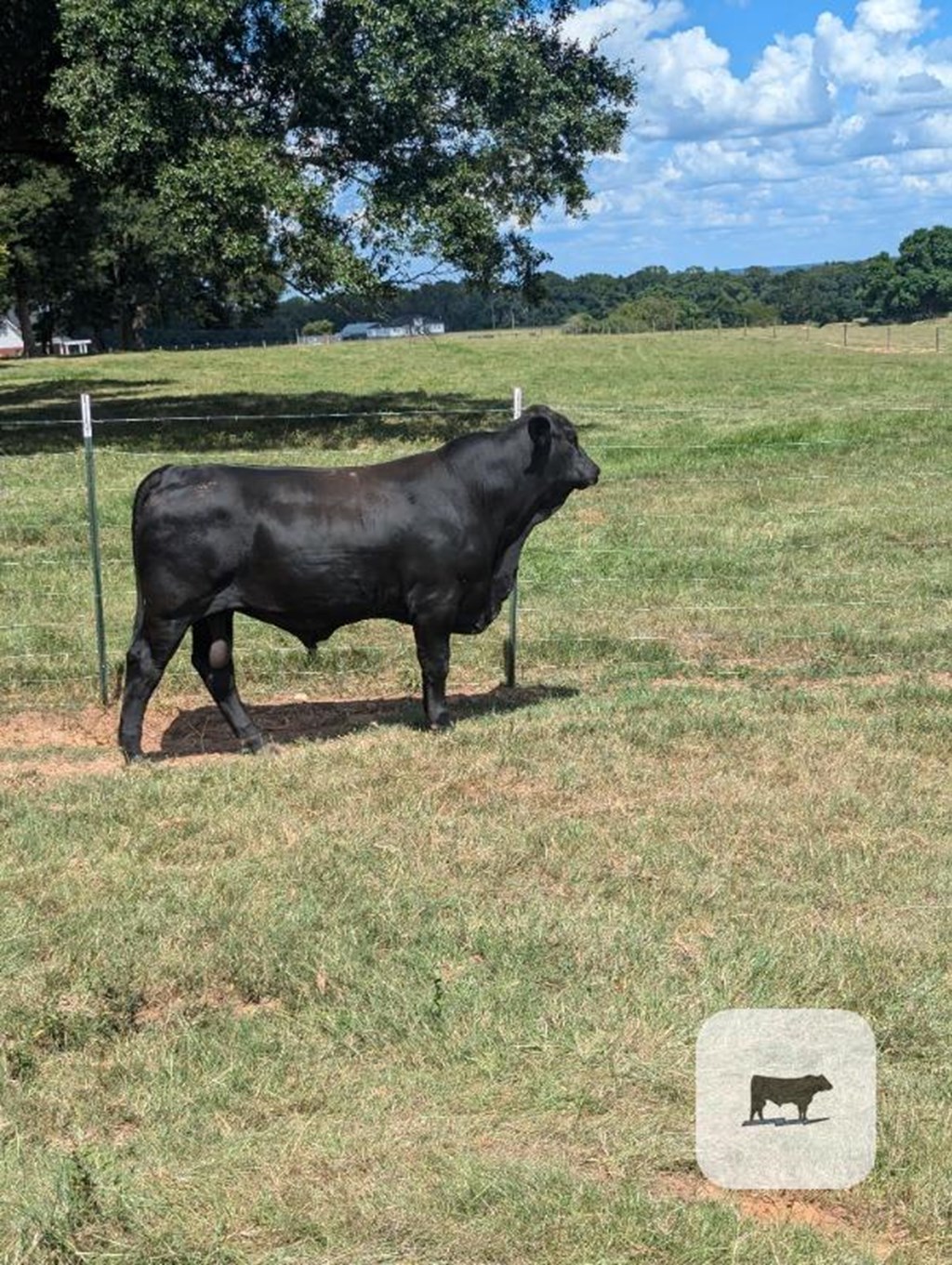 Cattle Range Listing Photo