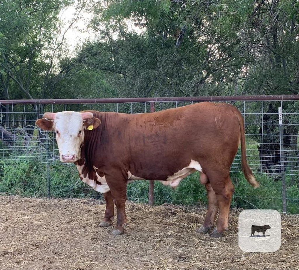 Cattle Range Listing Photo