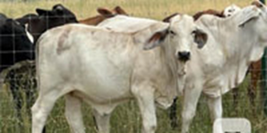 4 Brahman Rep. Heifers... Central TX