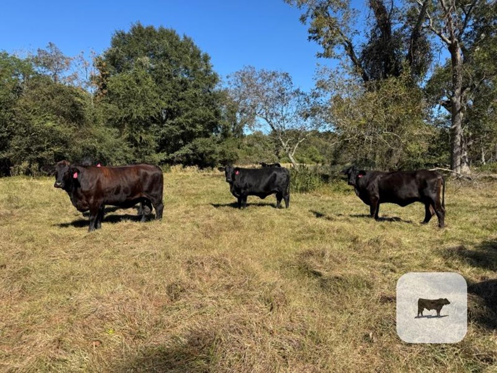 Cattle Range Listing Photo