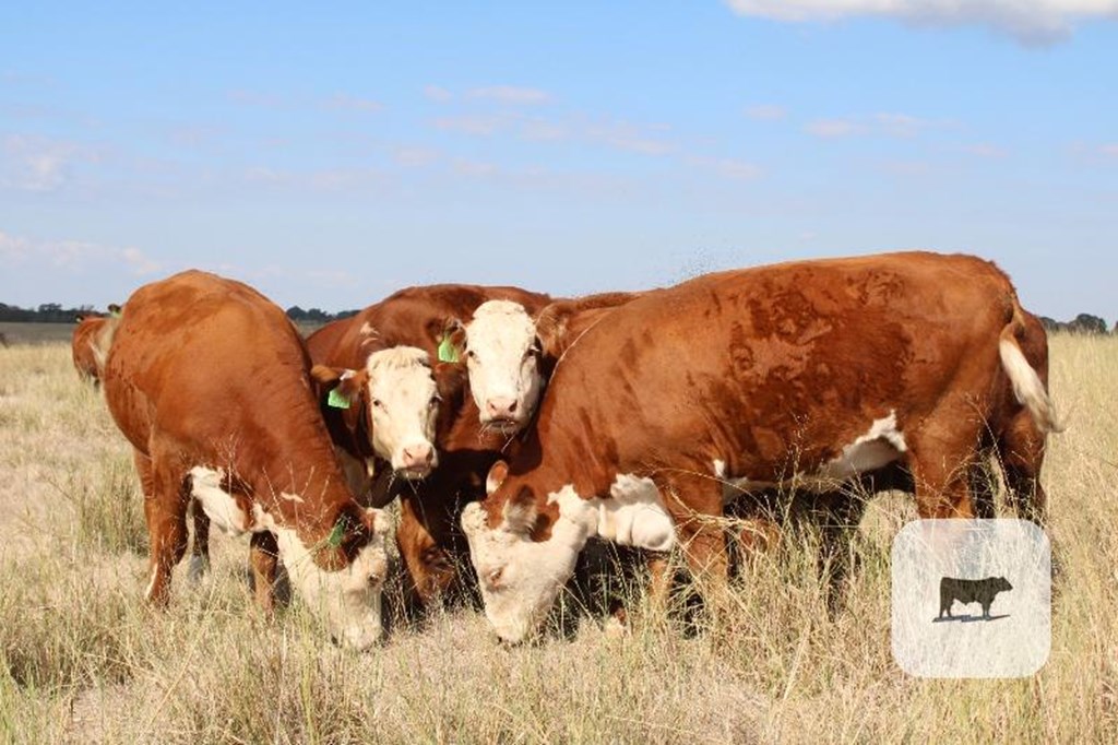 Cattle Range Listing Photo