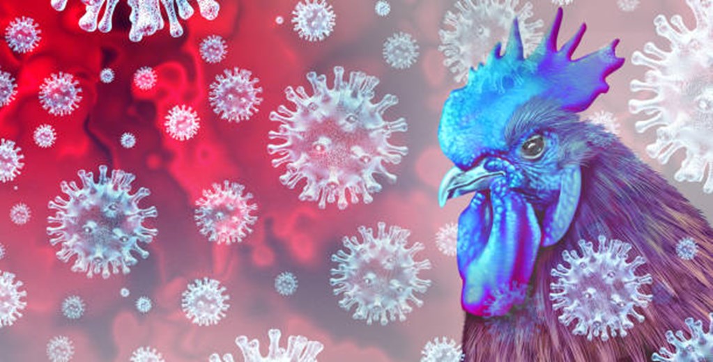 Bird Flu: US Reports First Human Death from H5N1