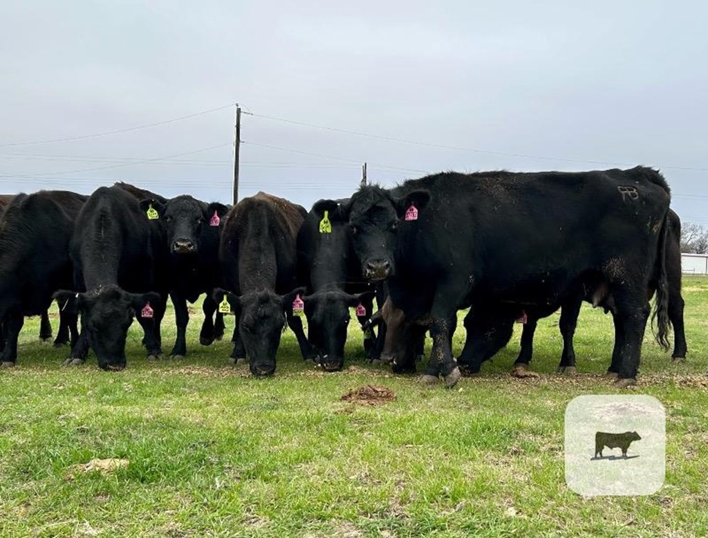 Cattle Range Listing Photo