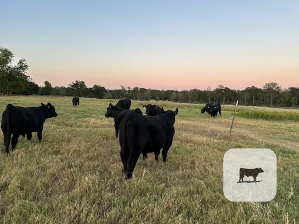 Cattle Range Listing Photo