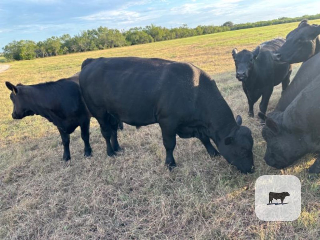 Cattle Range Listing Photo