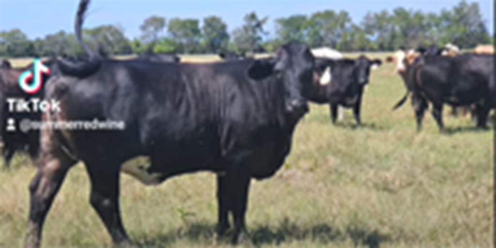 140	Brangus Cross Cows w/ 20+ Calves... Northeast TX