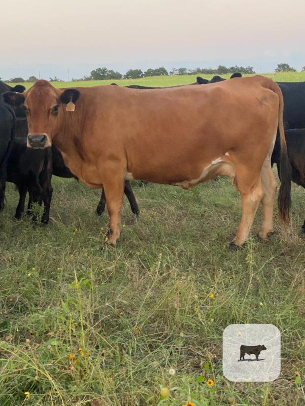 Cattle Range Listing Photo