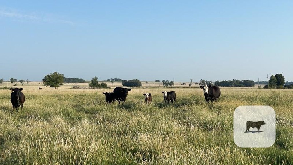 Cattle Range Listing Photo