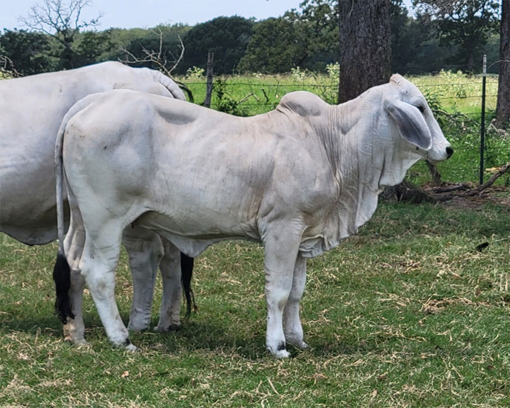 Cattle Range Listing Photo