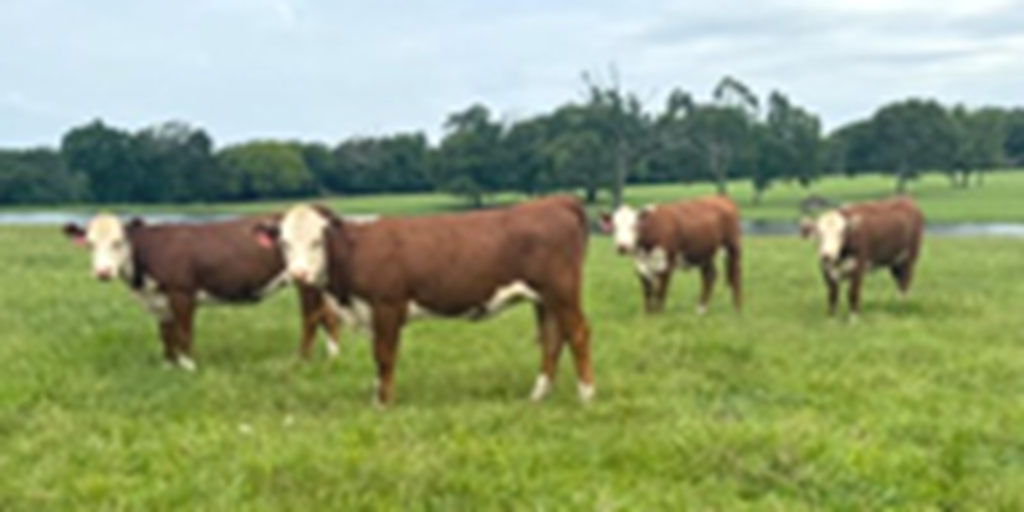 4 Reg. Hereford Bred Heifers... Northeast TX